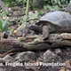 A giant tortoise hunts a young bird.